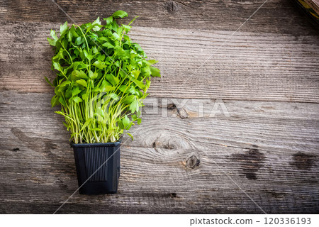 coriander pot 120336193
