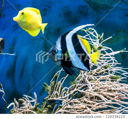 tropical blue fish and clownfish tropical blue fish and clownfish 120336225
