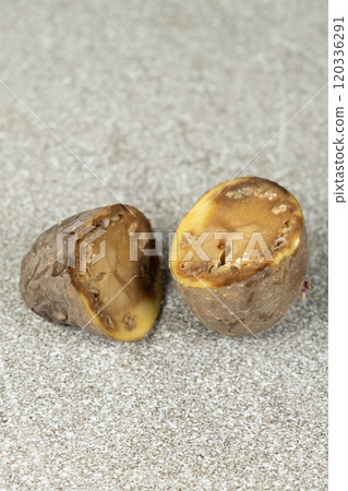 Close-up of cut rotten potatoes Close-up of cut rotten potatoes 120336291