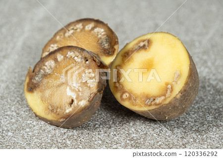 Close-up of cut rotten potatoes Close-up of cut rotten potatoes 120336292