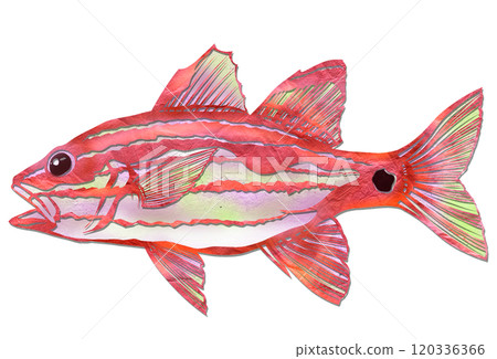 A cool paper cutout illustration of a cute saltwater fish, Ishimochi A cool paper cutout illustration of a cute saltwater fish, Ishimochi 120336366