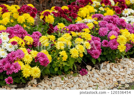 Beautiful chrysanthemum bushes yellow, red, white, pink, red colors 120336454