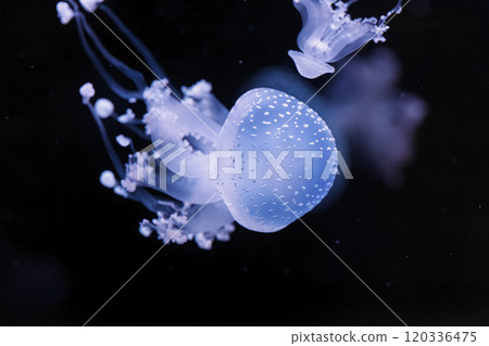 underwater shot of a beautiful Australian Spotted Jellyfish 120336475