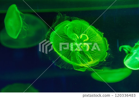 underwater shooting of beautiful Aurelia aurita underwater shooting of beautiful Aurelia aurita 120336483