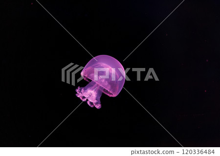 underwater photography of a beautiful cannonball jellyfish stomolophus meleagris 120336484