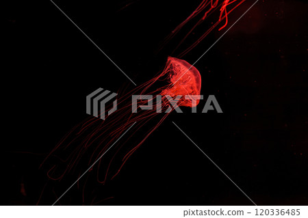 underwater shot of beautiful Chrysaora quinquecirha underwater shot of beautiful Chrysaora quinquecirha 120336485