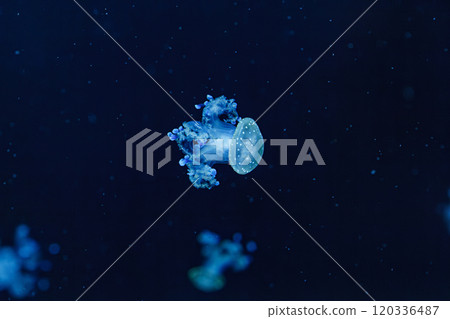 underwater shot of a beautiful Australian Spotted Jellyfish 120336487