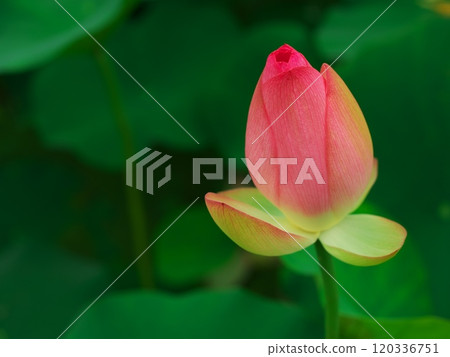 津市白山町二俁山村的蓮花梯田，粉紅色的蓮花 120336751