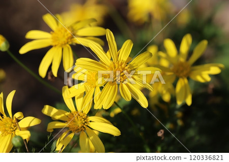Yellow flowers of Euryops daisy blooming in the autumn garden Yellow flowers of Euryops daisy blooming in the autumn garden 120336821