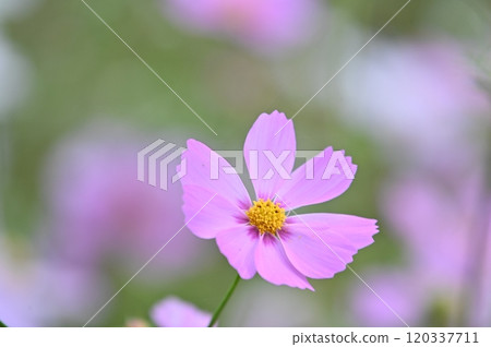 粉紅色邊框的波斯菊 120337711