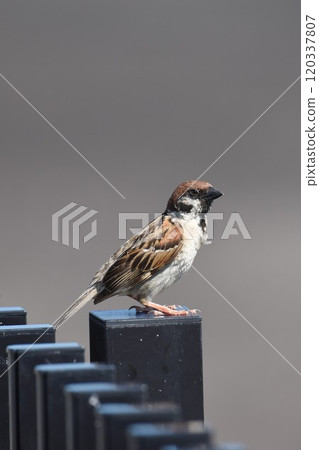 Skyland Sparrow，緊鄰大阪（伊丹）機場 120337807