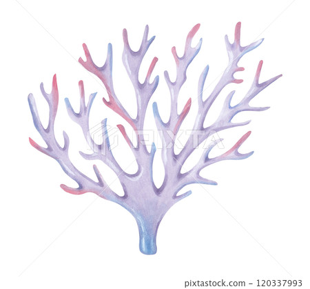 Branching coral. Watercolor and marker illustrations. Ocean coral reefs, underwater animal of seabed. Hand drawn isolated art. Underwater exotic nature marine ecosystem for travel guides, cosmetics. Branching coral. Watercolor and marker illustrations. Ocean coral reefs, underwater animal of seabed. Hand drawn isolated art. Underwater exotic nature marine ecosystem for travel guides, cosmetics. 120337993