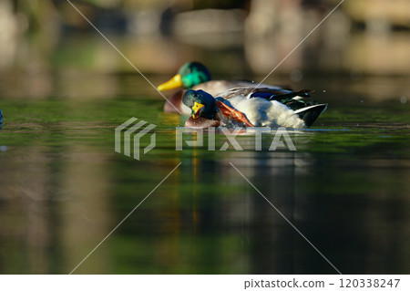 Mallards are a familiar wild bird that visits parks and rivers in winter, with their beautiful yellow beaks and green heads. Mallards are a familiar wild bird that visits parks and rivers in winter, with their beautiful yellow beaks and green heads. 120338247