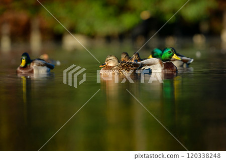 Mallards are a familiar wild bird that visits parks and rivers in winter, with their beautiful yellow beaks and green heads. 120338248