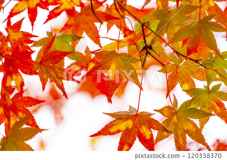 Bright autumn leaves Bright autumn leaves 120338370
