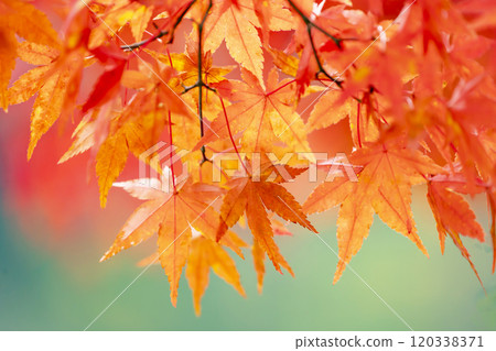 Bright autumn leaves 120338371