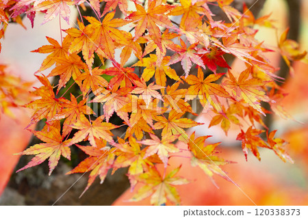Bright autumn leaves 120338373