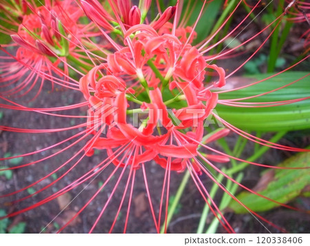 Higambuna Higambuna 120338406