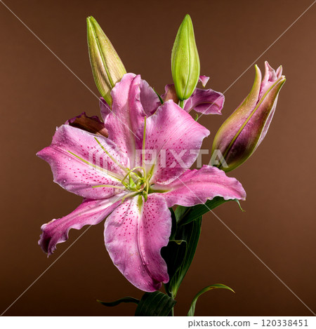 Pink Oriental lily Josephine on a brown background 120338451