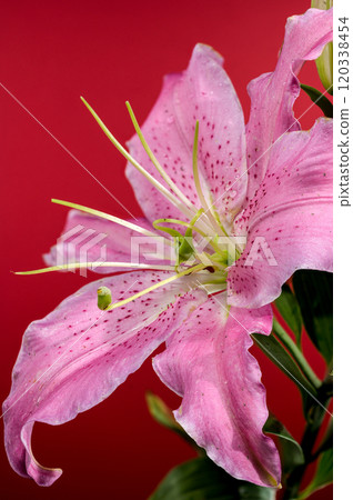 Pink Oriental lily Josephine on a red background 120338454