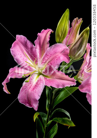Pink Oriental lily Josephine on a black background Pink Oriental lily Josephine on a black background 120338458