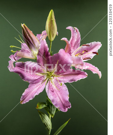 Pink Oriental lily Josephine on a green background Pink Oriental lily Josephine on a green background 120338459