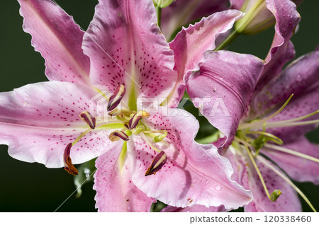 Pink Oriental lily Josephine on a green background 120338460