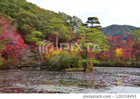 Autumn scenery of Kobe Forest Botanical Garden 120338491