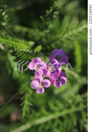 秋天花園裡盛開的歐蓍草粉紅色花朵 秋天花園裡盛開的歐蓍草粉紅色花朵 120338492