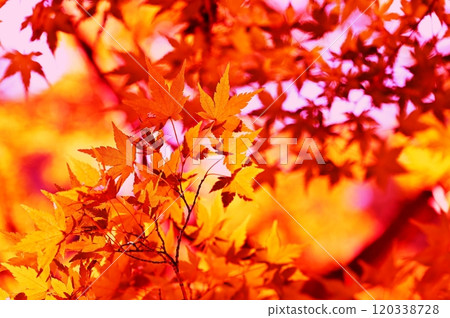 Look up at the autumn leaves Look up at the autumn leaves 120338728