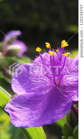 紫晝花盛開在紫色的花瓣中 鮮花（五月） 紫晝花（Purple dayflower）22V9.16 120338747