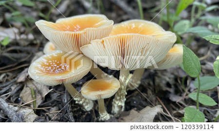 Mushrooms in the forest 120339114