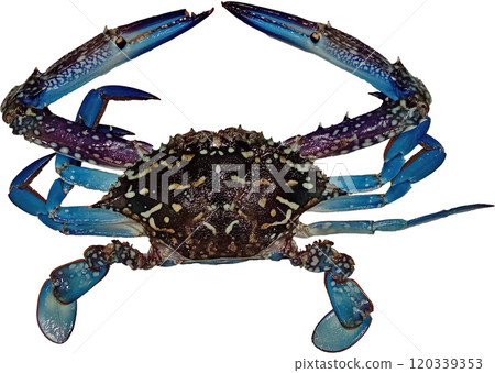 Taiwan crab on white background Taiwan crab on white background 120339353