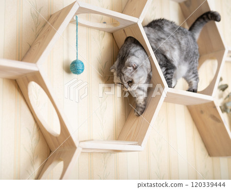 Playful young gray scottish fold cat interested with hanging beads while walking on wall mounted wooden shelf 120339444