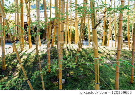 大量的金竹排成一排 120339693