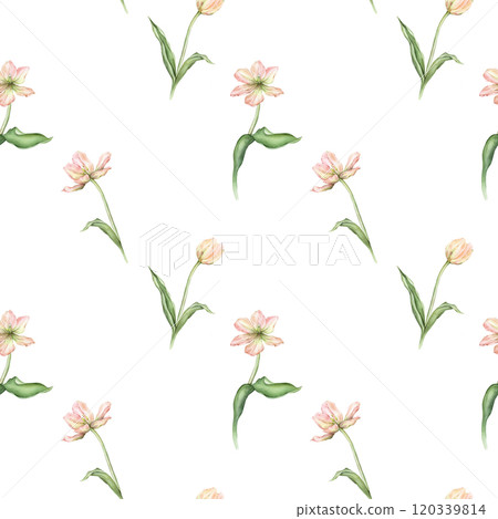Seamless pattern of pastel pink light violet yellow bud Tulips watercolor illustration isolated on background. Hand drawn delicate spring perennial bulbous flower for spring wedding repeat design Seamless pattern of pastel pink light violet yellow bud Tulips watercolor illustration isolated on background. Hand drawn delicate spring perennial bulbous flower for spring wedding repeat design 120339814