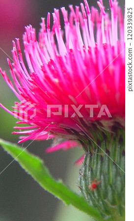 Pink round thistle flower Flower (June) Thistle 04V9.16 120339825