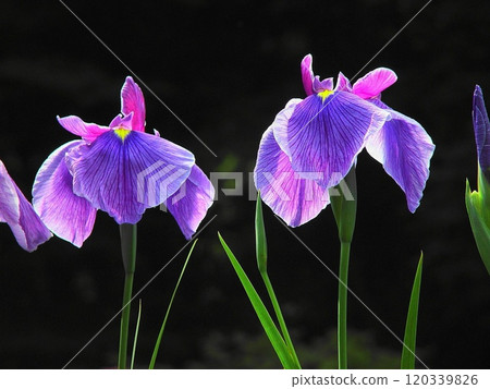 The iris flowers are beautifully shaped. Flowers (June) Iris 29H4.3 120339826