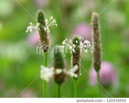 Dancing flowers, Plantain lanceolata Flowers (June) Plantain lanceolata 01H4.3 Dancing flowers, Plantain lanceolata Flowers (June) Plantain lanceolata 01H4.3 120339830