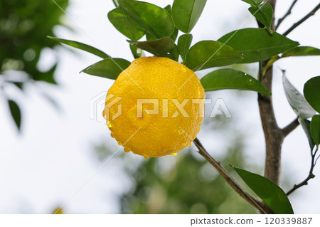 香櫞 120339887