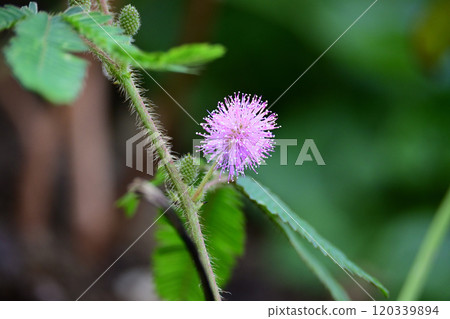 Mimosa pudica flowering Mimosa pudica flowering 120339894