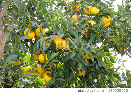 Yuzu on a tree Yuzu on a tree 120339930