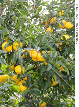 Yuzu on a tree Yuzu on a tree 120339931