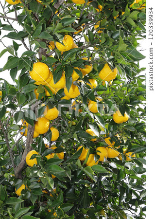 Yuzu on a tree 120339934