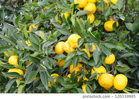 Yuzu on a tree 120339985