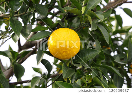 Yuzu on a tree 120339987