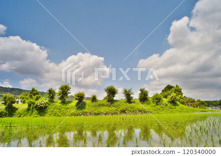 在日本夏季稻田中放鬆身心 在日本夏季稻田中放鬆身心 120340000