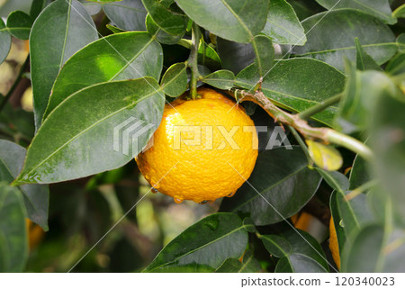 Yuzu on a tree 120340023