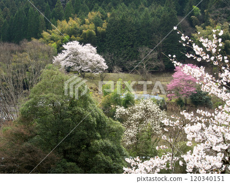 Cherry blossoms in full bloom in the mountains 120340151