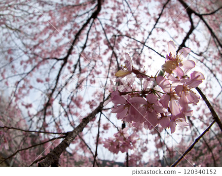Weeping cherry blossoms Weeping cherry blossoms 120340152